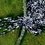 Los belenes navideños: una tradición pastoril con rebaños de ovejas